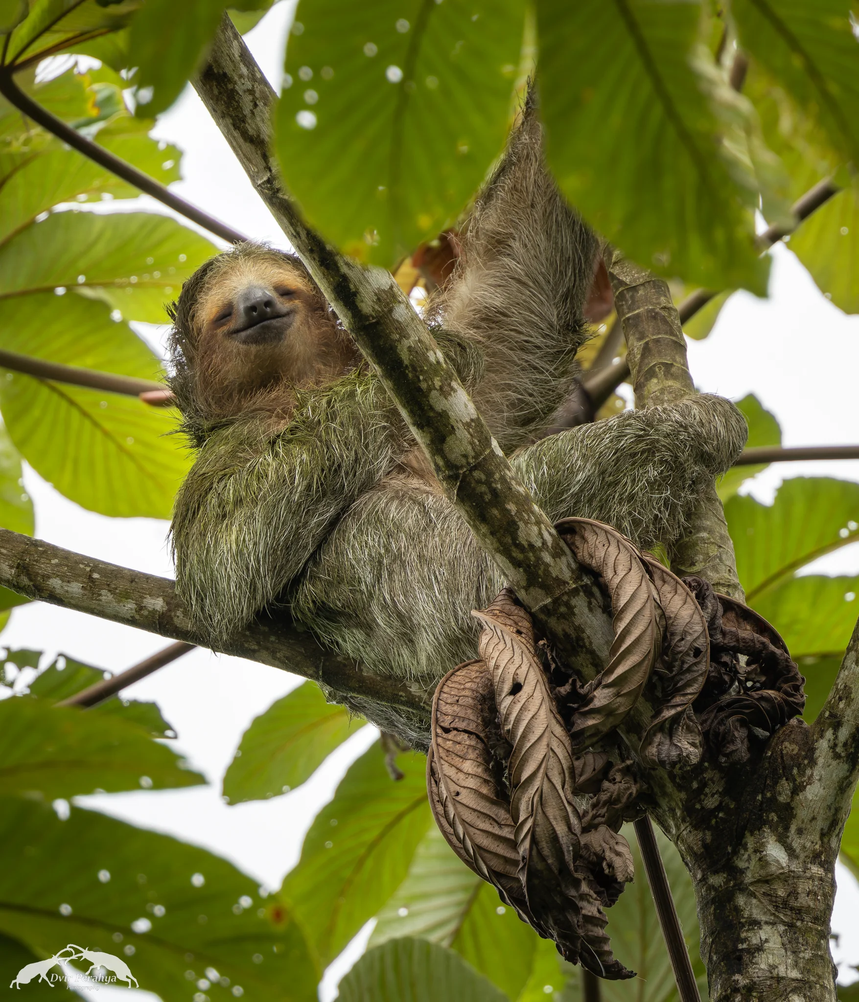 3 toed sloth, Arenal